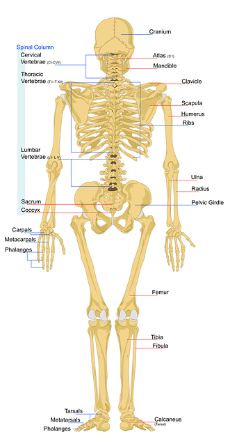 digital-motion-x-rays-640x480-2419889.png