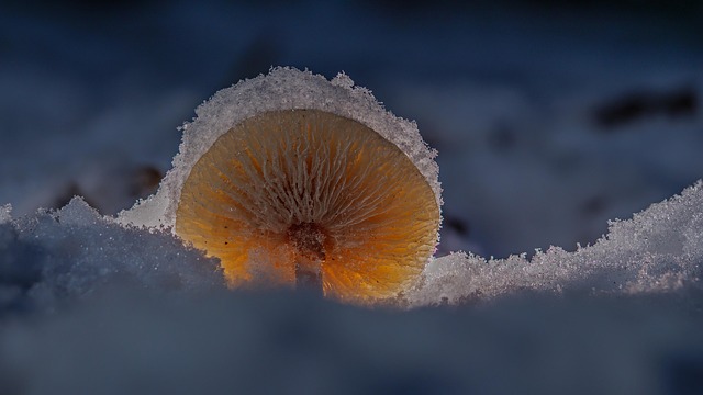Herniated Disc