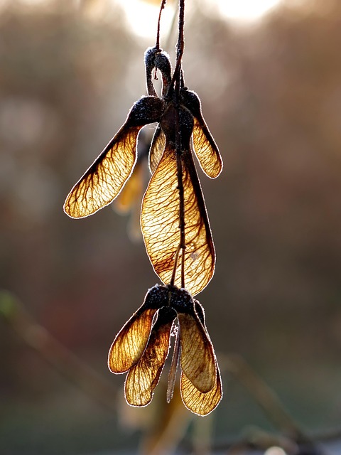 Pinched Nerves