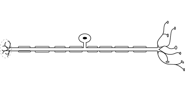 spinal-ligament-injury-chiropractor-640x480-10808705.png