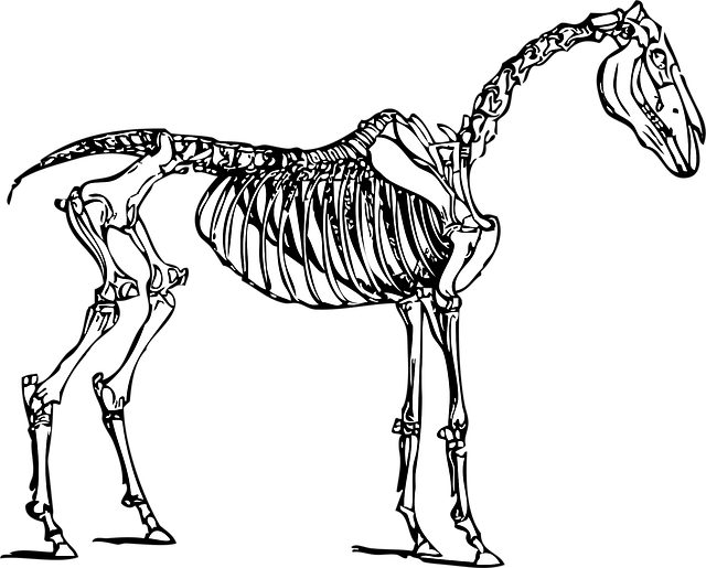spinal-ligament-injury-chiropractor-640x480-38531867.png