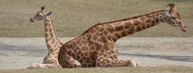 Stiff Neck