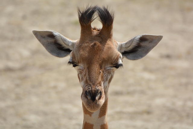 Stiff Neck