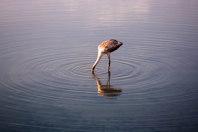 stiff-neck-640x480-62695928.jpeg