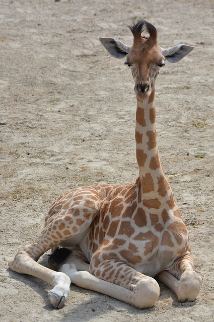 stiff-neck-640x480-91075236.jpeg
