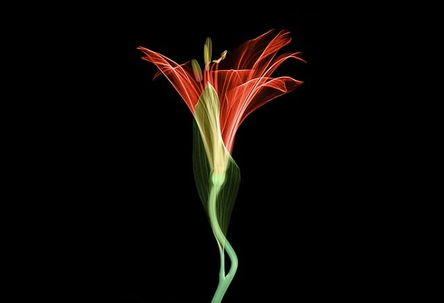 Digital Motion X-rays