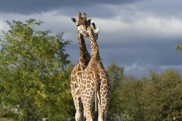 Stiff Neck