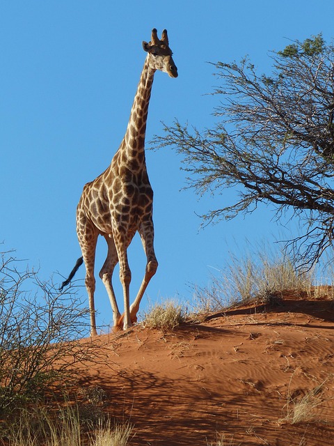 Stiff Neck