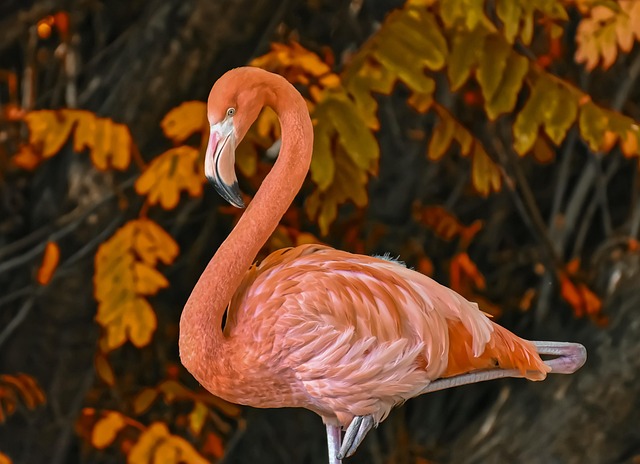 Stiff Neck