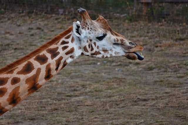 stiff-neck-640x480-64460024.jpeg