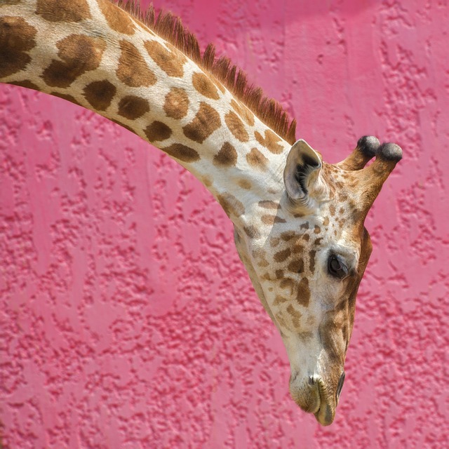 Stiff Neck
