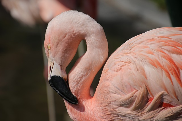stiff-neck-640x480-80678686.jpeg