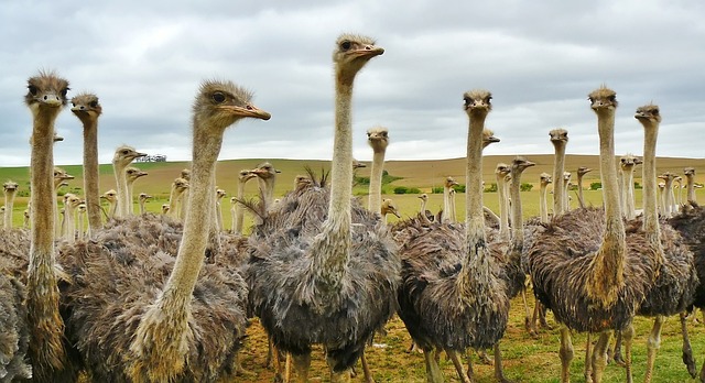 stiff-neck-640x480-15313962.jpeg