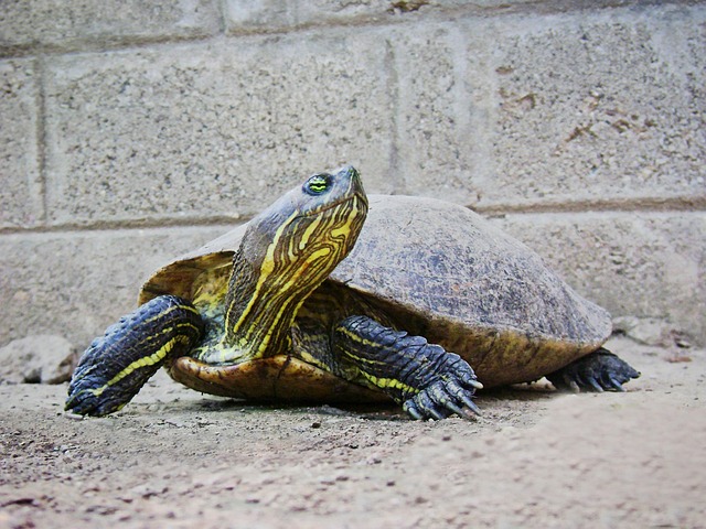 Stiff Neck