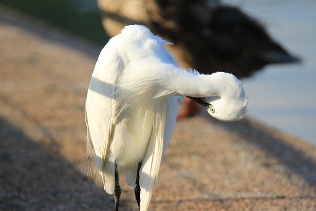 Stiff Neck