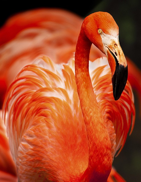 Stiff Neck