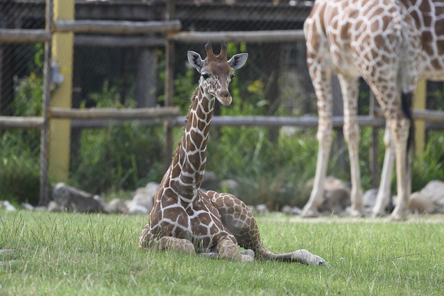 Stiff Neck