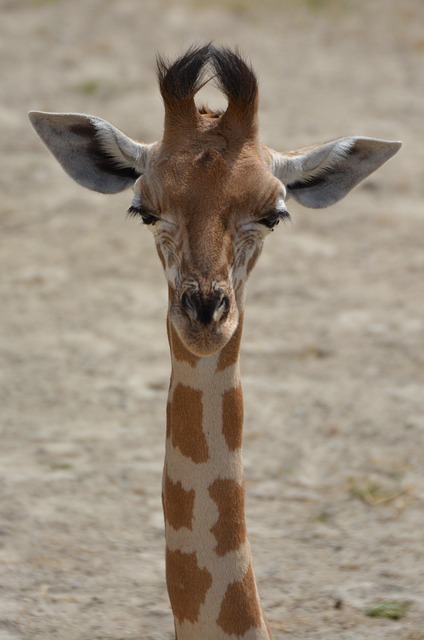 Stiff Neck