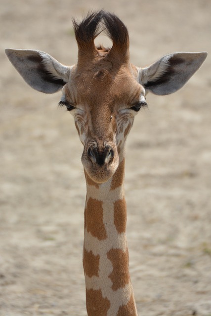 Stiff Neck