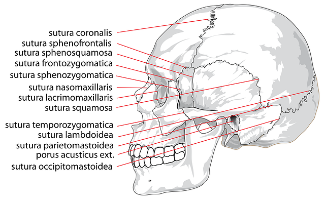 Digital Motion X-rays