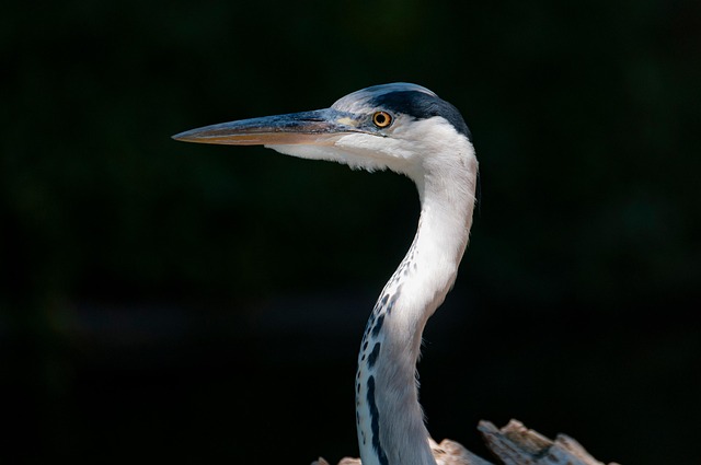 stiff-neck-640x480-24270790.jpeg