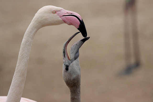 stiff-neck-640x480-50760887.jpeg