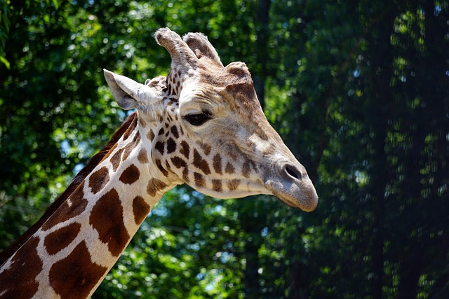 stiff-neck-640x480-56593293.jpeg