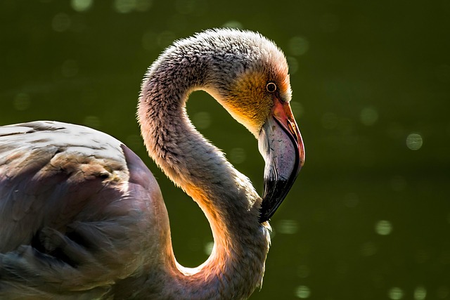 Stiff Neck