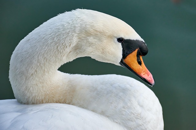 Stiff Neck